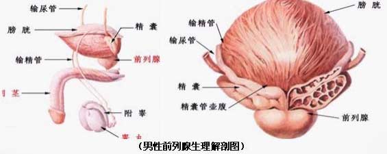 前列腺炎对男性的危害有哪些