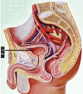 男人前列腺的位置图片